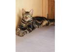 Adopt Ziggy a Spotted Tabby/Leopard Spotted Egyptian Mau / Mixed cat in