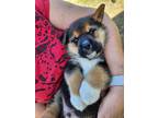 Adopt Pepper a Black - with Brown, Red, Golden, Orange or Chestnut Corgi /