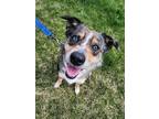 Adopt Bindi a Australian Shepherd / Border Collie / Mixed dog in Fremont