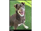 Adopt Turkey a Australian Kelpie / Mixed Breed (Medium) / Mixed dog in Chino