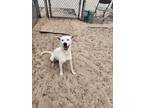 Adopt Orion (Citron) a Dogo Argentino / Mixed dog in Rockport, TX (40474423)
