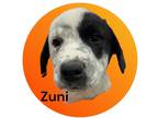 Adopt Zuni a Australian Cattle Dog / Great Pyrenees / Mixed dog in Mesa