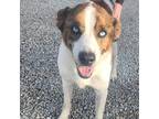 Adopt Stella a Brown/Chocolate - with White Australian Shepherd dog in Osgood