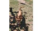 Adopt Lia a Terrier (Unknown Type, Medium) / Carolina Dog dog in Gig Harbor