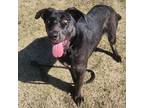 Adopt Woody a German Shepherd Dog / Labrador Retriever / Mixed dog in