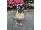 Adopt Honey a Mixed Breed (Medium) / Pit Bull Terrier dog in Brooklyn