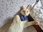 Adopt Mr. Goofy a Siamese (short coat) cat in Austin, TX (41304842)