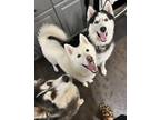 Adopt Bolt a White Husky / Mixed dog in Buffalo, NY (41222076)