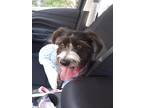 Adopt Bella a Black - with White Terrier (Unknown Type, Small) dog in Ocala