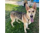 Adopt Sonny a German Shepherd Dog / Mixed dog in Tulare, CA (41057284)