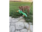 Adopt Rosalie a White American Staffordshire Terrier / Mixed dog in Tracy