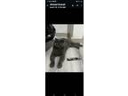 Adopt Hernia a Scottish Fold cat in Annapolis, MD (41304693)
