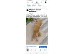 Adopt Prince a Persian cat in Annapolis, MD (41304689)