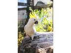 Adopt Sydney a Cockatoo bird in Elizabeth, CO (38708512)