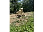 Adopt Nova a White Great Pyrenees / Mixed dog in Jefferson City, MO (40863505)