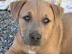 Adopt Hannah a Tan/Yellow/Fawn Labrador Retriever / Mixed dog in Pleasanton