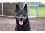 Adopt Apollo/koda a Husky / Mixed dog in Duluth, MN (41068515)