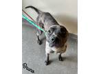 Adopt Bruno a Black Catahoula Leopard Dog / Mixed Breed (Medium) / Mixed (short