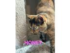 Adopt HONEY a Tortoiseshell Domestic Mediumhair (medium coat) cat in