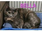 Adopt BELLA a Tortoiseshell Domestic Mediumhair (medium coat) cat in