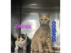 Adopt COSMOS a Orange or Red Tabby Tabby (short coat) cat in Harrodsburg