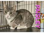 Adopt PAISLEY a White (Mostly) Tabby (short coat) cat in Harrodsburg