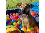Adopt Maeve a Black - with White German Shepherd Dog / Mixed Breed (Medium) /