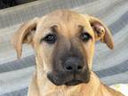 Adopt Ellie a Tan/Yellow/Fawn Labrador Retriever / Mixed dog in Pleasanton