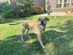 Adopt Darla a Tan/Yellow/Fawn Labrador Retriever / Mixed Breed (Medium) / Mixed