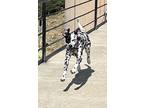 Adopt Rosie a White - with Black Dalmatian / Mixed dog in Mandeville Canyon