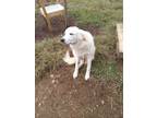 Adopt Angel the Pyrenees a White Great Pyrenees / Mixed dog in Lewis Center