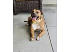 Adopt Brandy a Tan/Yellow/Fawn - with White Pit Bull Terrier / Boxer / Mixed dog