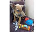 Adopt Luis a Tricolor (Tan/Brown & Black & White) Jack Russell Terrier /