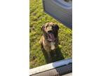Adopt Koda bear a Brindle Catahoula Leopard Dog / Great Pyrenees / Mixed dog in