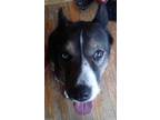 Adopt Apollo a Black - with Gray or Silver Husky / Mixed dog in Rochester