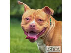 Adopt Penny a Brown/Chocolate Terrier (Unknown Type, Medium) / Mixed Breed