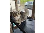 Adopt Lil Kim a Brown Tabby Domestic Shorthair / Mixed Breed (Medium) / Mixed