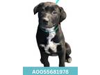 Adopt Marla a Black Labrador Retriever / Mixed Breed (Medium) / Mixed (short