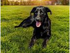 Adopt SAMANTHA a Black Labrador Retriever / Mixed dog in Coldwater
