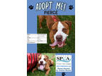 Adopt Pierce a Brown/Chocolate American Pit Bull Terrier / Mixed Breed (Medium)