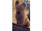 Adopt Diva a Red/Golden/Orange/Chestnut Chow Chow / Mixed dog in Whitewater