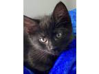 Adopt Cookie (Bailey's kittens 2) a All Black Domestic Shorthair cat in Lewis