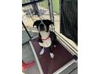 Adopt Lucky a Black Boxer / Mixed Breed (Medium) / Mixed (short coat) dog in