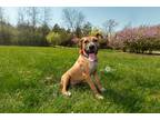 Adopt Rory a Tricolor (Tan/Brown & Black & White) Pit Bull Terrier / Mixed dog