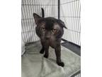 Adopt Wally a All Black American Shorthair (short coat) cat in West Palm Beach