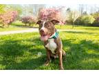 Adopt Poplar a Brown/Chocolate - with White American Pit Bull Terrier / Mixed
