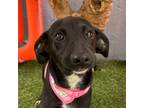 Adopt Thanksgiving a Black Schnauzer (Standard) / Labrador Retriever / Mixed dog
