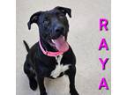Adopt Raya a Black - with White Labrador Retriever / Mixed Breed (Medium) dog in