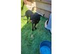 Adopt Lily a Black German Shepherd Dog / Mixed dog in Huntsville, TX (40519516)