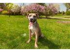 Adopt Murphey a Tricolor (Tan/Brown & Black & White) Pit Bull Terrier / Mixed